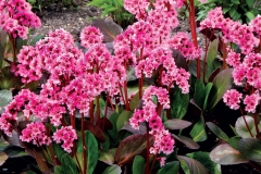 1637379981_10-pro-dachnikov-com-p-badan-pink-dragonflai-foto-10