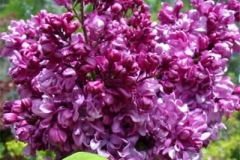 syringa-edward-harding-3